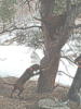 Lola's first tree 2004