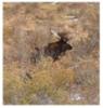 Big bull moose 2002