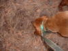 Ozzy cougar scratch 2006