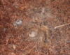 Cougar killed porcupine 2005