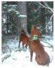 Sandy and Red treed 2003