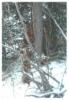 Red and Sandy treed 2003