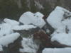 Lion in a bear den 2004