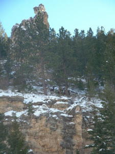 female treed 2005