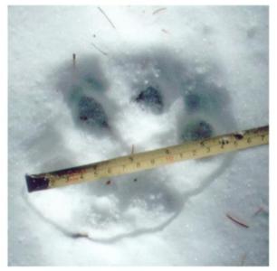 Big tom track