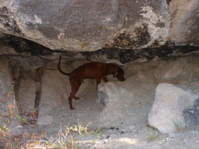 Red trailing bobcat 2005