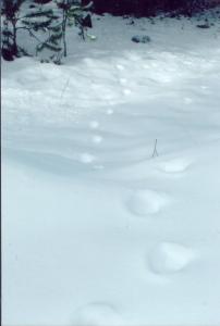 bobcat track pattern