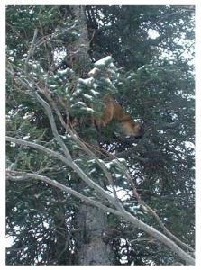 Charles tom treed 2003