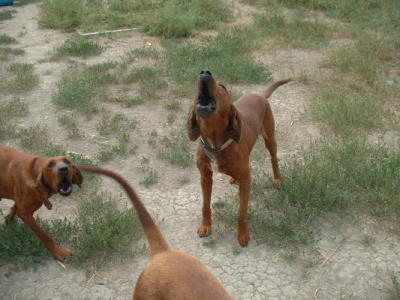 Sandy and Charlie 2004