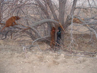 Sandy, Lola and Daisy treed 2002