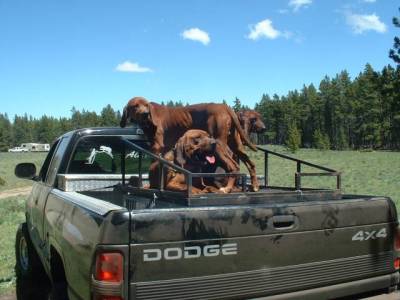 Dogs on Dodge 2006