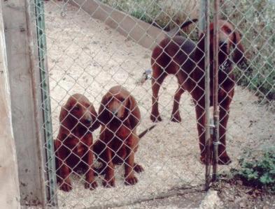 Lola, Lil Sandy and Amber 2005