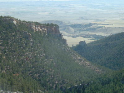 Lion country 2004