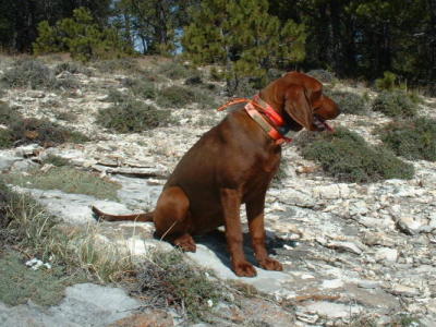 Lola 2004