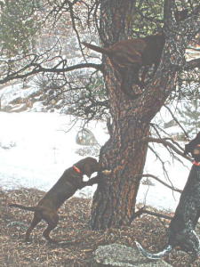 Lola's first tree 2004