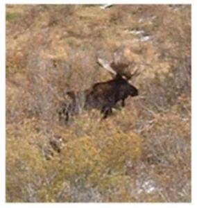 Big bull moose 2002