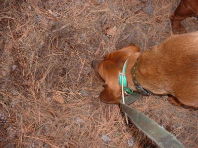 Ozzy cougar scratch 2006