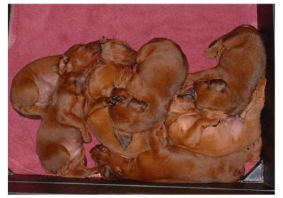 Sandy's 2005 litter