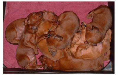 Sandy's 2005 litter