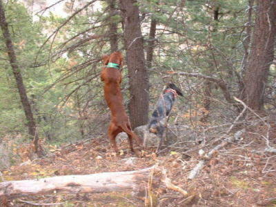Red and Pepper treed 2003