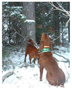 Sandy and Red treed 2003