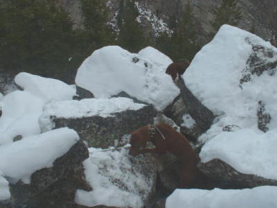 Lion in a bear den 2004