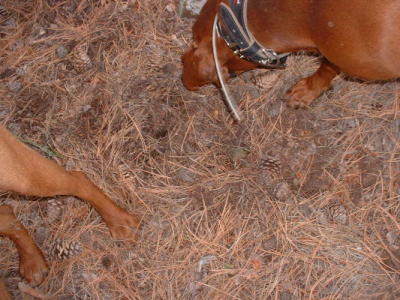 Red investigating a lion scratch 2006