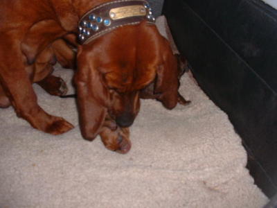 Sandy having her 2005 litter