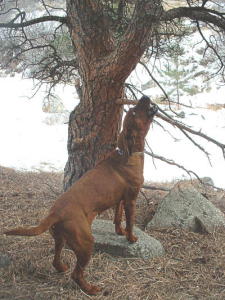 Sandy treed 2004