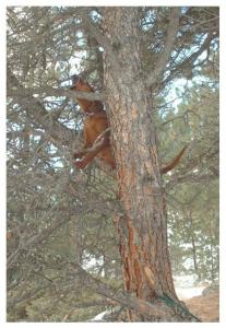 Sandy treed 2004