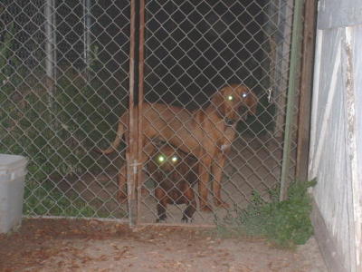 Ozzy and Lola 2005